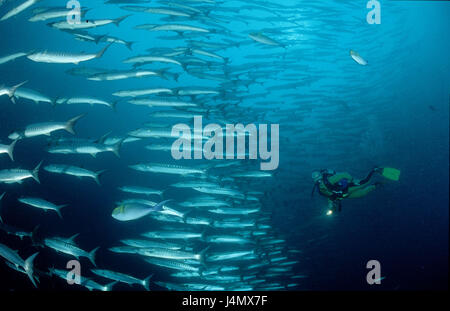 Fish dream, dark fin barracudas, Sphyraena qenie, divers Stock Photo