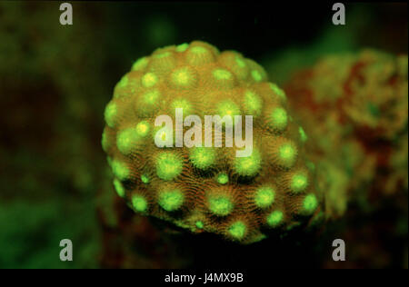 Fluorescent stone coral, Madreporaria Stock Photo