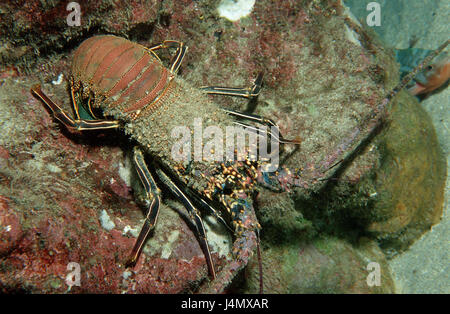 King's crawfish, Panulirus regius Stock Photo