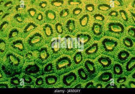 Fluorescent stone coral, Madreporaria Stock Photo