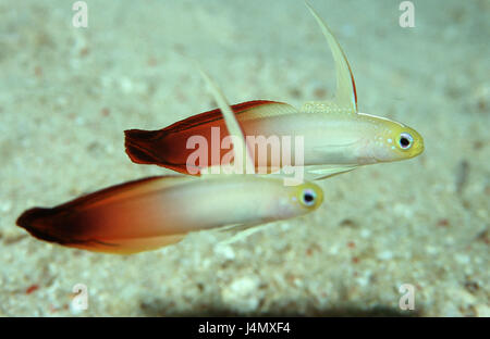 Feuer-Schwertgrundeln, Nemateleotris magnifica, in pairs, Stock Photo