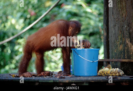 Orang-utan, Pongo pygmaeus, feeding Stock Photo
