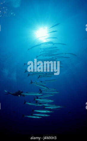 Dark fin barracudas, Sphyraena qenie, diver, back light Stock Photo