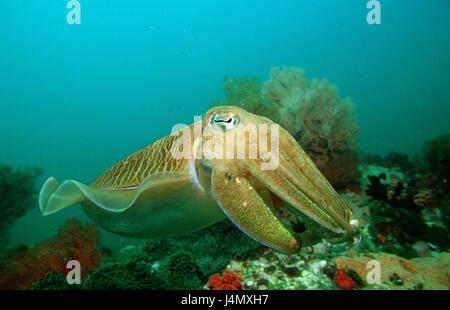 Pharaoh's cuttlefish, cuttlefish pharaonis Stock Photo