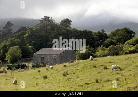 Ireland, Connacht, Connemara, county Galway, Connemara national park, sheep, Stock Photo