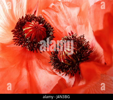 Poppy seed, blossoms, capsules, detail, Stock Photo