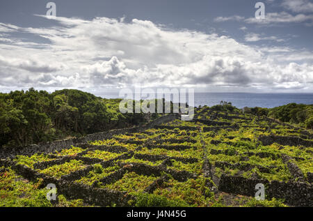 Portugal, island Pico, wine-growing culture, Stock Photo