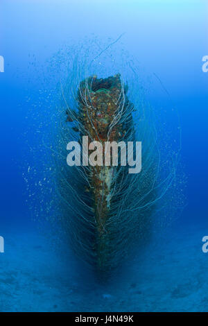 Submarine wreck, USS-Apogon, bug, corals, Stock Photo