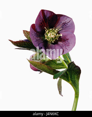 Christmas rose, name: Ballards Hybrid 'Mystery', Stock Photo