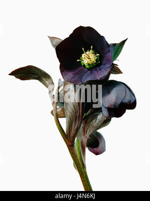 Christmas rose, name: Ballards Hybrid 'Blue Showers', Stock Photo