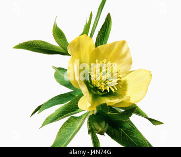 Christmas rose, name: Ballards Hybrid 'Ingot', Stock Photo