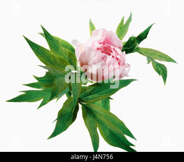 Japanese Strauchpäonie, 'YACHIYO TSUBAKI' (Long camellia hedge), Stock Photo