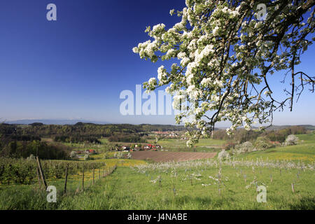 Germany, Bavaria, Allgäu, apple-trees, fruit-trees, fruit plantation, apple plantation, Stock Photo