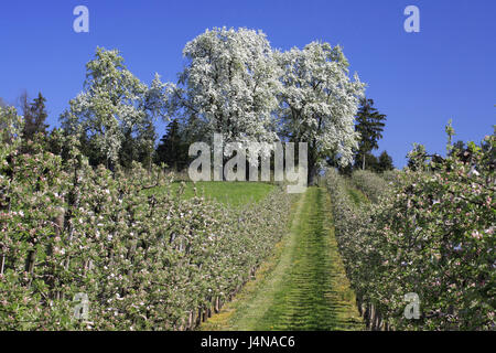 Germany, Bavaria, Allgäu, apple-trees, fruit-trees, apple plantation, fruit plantation, Stock Photo
