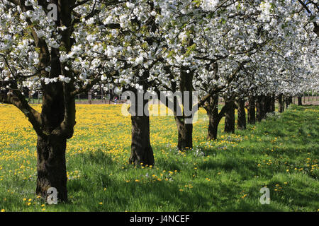Germany, Bavaria, Allgäu, apple plantation, fruit plantation, apple-trees, fruit-trees, dandelion, Stock Photo