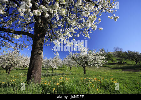 Germany, Bavaria, Allgäu, apple-trees, fruit-trees, Stock Photo