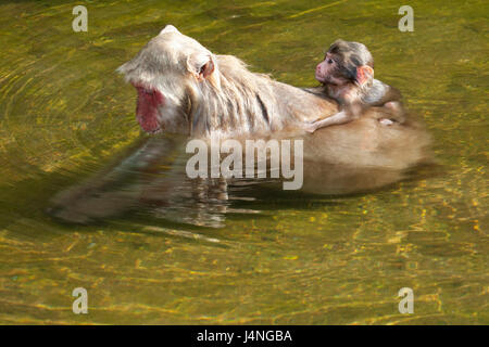 Japanese macaque (Macaca fuscata) young baby clinging to mother's back in hot spring pool, Nagano Prefecture on Honshu Island, Japan Stock Photo