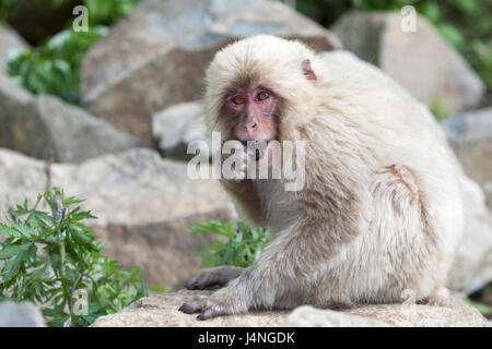 Young Japanese Macaque (Macaca fuscata) eating fruit in forest Stock Photo