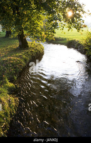 Austria, salt chamber property, lunar lake, Fuschlerache, back light, autumn, meadow scenery, Aulandschaft, brook, stream course, shore, broad-leaved trees, autumn foliage, season, nature, nobody, Stock Photo