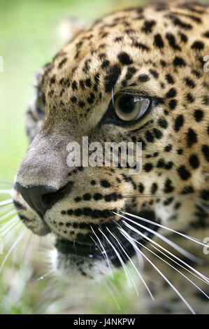 Sri Lanka leopard, Panthera pardus kotiya, portrait, Stock Photo