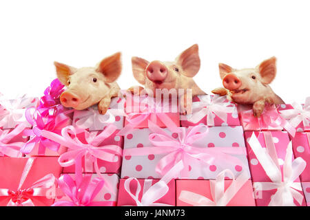 Gift mountain, piglet, three, side by side, portrait, presents, gift mountain, many, packs, stacked, pink, white, animals, pigs, luck pigs, luck piglets, happily, small, young, sweetly, icon, luck icon, luck bringer, luck, birthday, wittily, humor, surprise, studio, Stock Photo