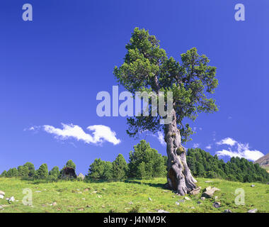 Meadow, Swiss pine, Pinus cembra, scenery, nature, plants, outside, deserted, sky, blue, clouds, shrubs, trees, Stock Photo