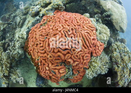 Underwater recording, Palau, brains coral, coral fluorescence, natural light, Stock Photo