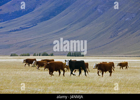 Chile, Patagonia, scenery, cow's focuses, Stock Photo