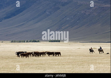 Chile, Patagonia, scenery, cow's focuses, Gauchos, Stock Photo