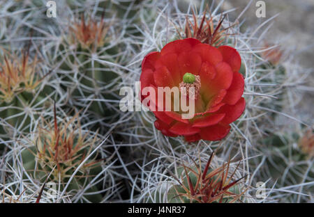 Pollen Covered Claret Cup Cactus Flower during super bloom Stock Photo