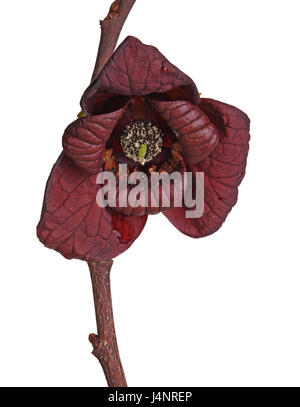 Stemless, brownish-red flower of a pawpaw (Asimina triloba), a plant in the family Annonaceae that has the largest edible fruit of any tree native to  Stock Photo