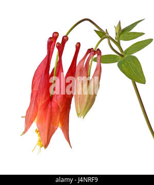 Stem with a single nodding red and yellow flower of wild (eastern red or Canadian) columbine (Aquilegia canadensis) and developing bud isolated agains Stock Photo