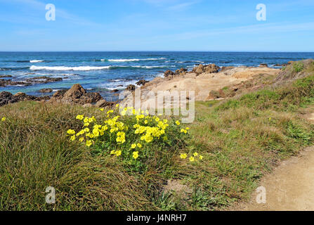 Early spring yellow flowers of the escaped weed Bermuda buttercup (Oxalis pes-caprae) at Asilomar State Beach on the Monterey Peninsula in Pacific Gro Stock Photo