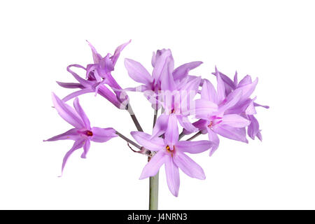 Closeup of a single stem with an umbel of purple flowers of society garlic or pink agapanthus (Tulbaghia violacea) isolated against a white background Stock Photo