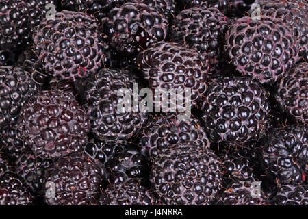 Numerous ripe, dark purple fruit of black raspberries (Rubus occidentalis) fill the frame Stock Photo
