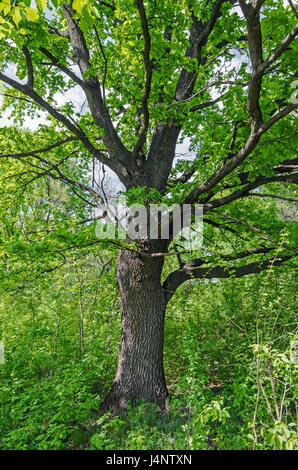 Branchy oak trunk on the edge of woods on a sunny day in spring Stock Photo