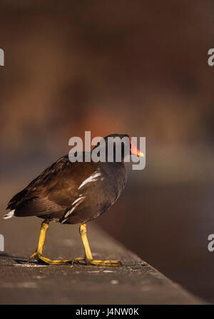 Common Moorhen, Gallinula chloropus, Regents Park, London, United Kingdom Stock Photo