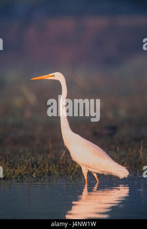 Great White Egret, Great Egret, Common Egret, Large Egret or (in the Old World) Great White Heron, Ardea alba, Keoladeo Ghana National Park, Bharatpur Stock Photo