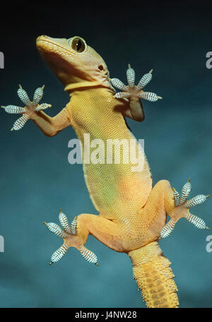 House Gecko, Hemidactylus frenatus, climbing up a glass window pane, Bharatpur, Rajasthan, India Stock Photo