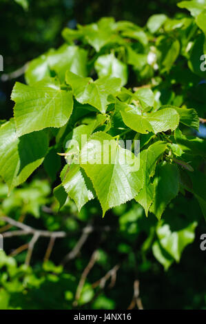 Young leaves of the lime tree (lat. Tilia) closeup Stock Photo