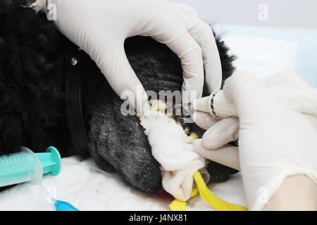 Veterinary stomatology: Cleaning teeth from plaque and stone in a 9 year old poodle Intubated under anesthesia with an ultrasound scaler Stock Photo