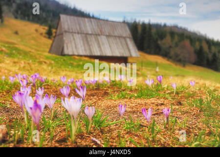 Purple crocuses close-up. Crocuses on mountain hills in spring. Nice spring mountain landscape with wild crocuses. Stock Photo