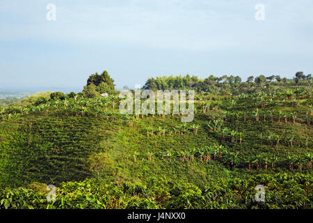 Coffee plantation near Pereira, Colombia Stock Photo