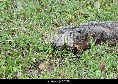 groundhog dead on groundhog day