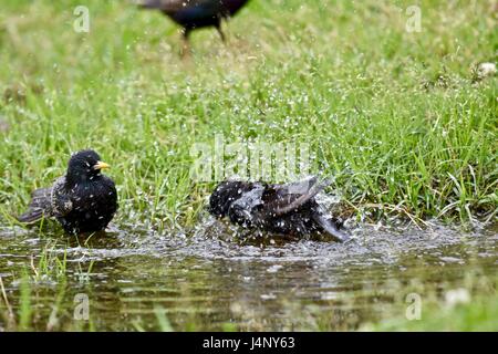European starling (Sturnus vulgaris) bathing in a small puddle of water Stock Photo
