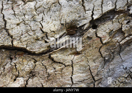 The old brown bark is a dead tree with a lot of small cracks and one big black crack diagonally in the middle, the texture of the old tree. Stock Photo