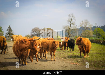 Long haired and horned Aberdeen Angus cows in a Scottish farm, Scotland, United Kingdom. Stock Photo