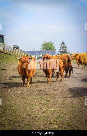 Long haired and horned Aberdeen Angus cows in a Scottish farm, Scotland, United Kingdom. Stock Photo