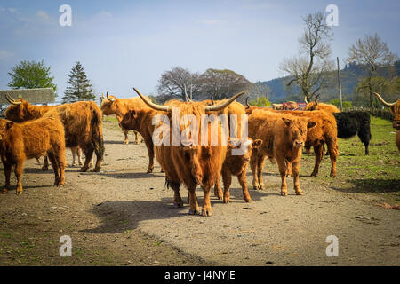 Long haired and horned Aberdeen Angus cows in a Scottish farm, Scotland, United Kingdom. Stock Photo