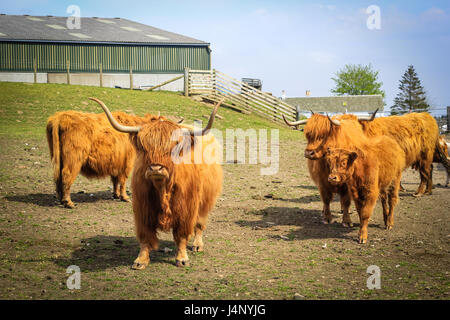 Long haired and horned Aberdeen Angus cows in a Scottish farm, Scotland, United Kingdom. Stock Photo